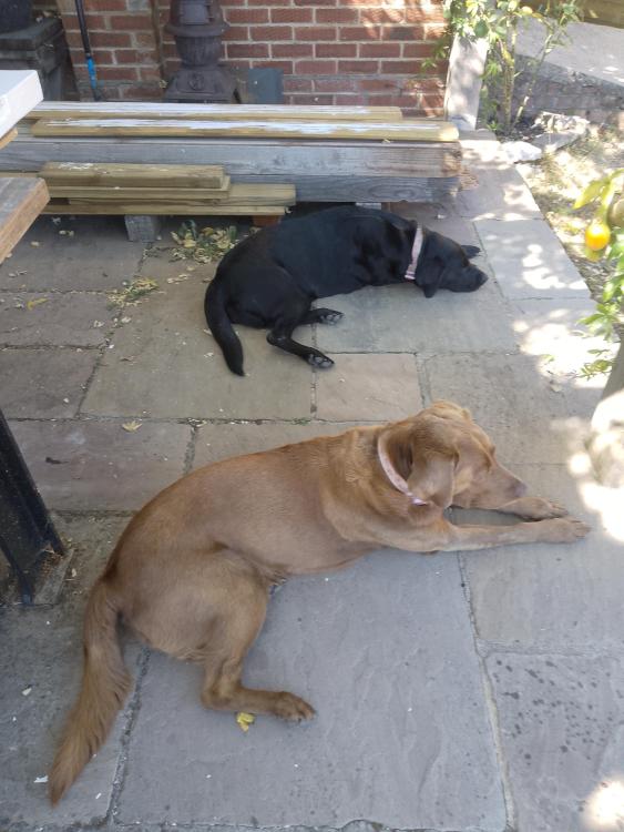 303816455_dogs0925.jpg